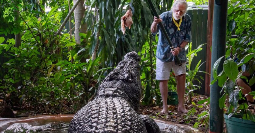 World's largest captive crocodile dies in Australia