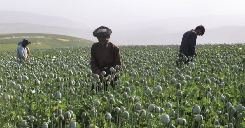 UN finds surge in Afghan opium poppy cultivation despite Taliban ban