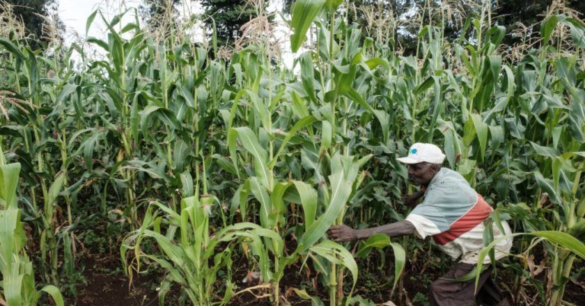 Experts push contract farming to boost Africa food systems, farmers’ income