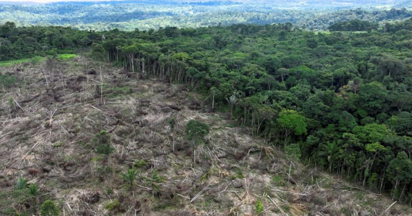 EU parliament loosens delayed anti-deforestation rules