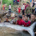 Huge, rare Mekong catfish spotted in Cambodia, raising conservation hopes 