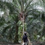 Malaysia eyes greater sustainability in palm oil sector as EU law looms