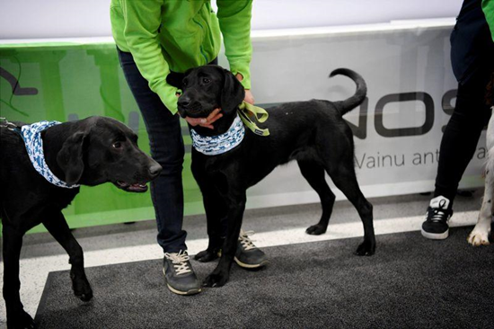 Dogs used to detect coronavirus in pilot project at Helsinki airport