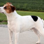 Danish-Swedish farmdog joins American Kennel Club's lineup